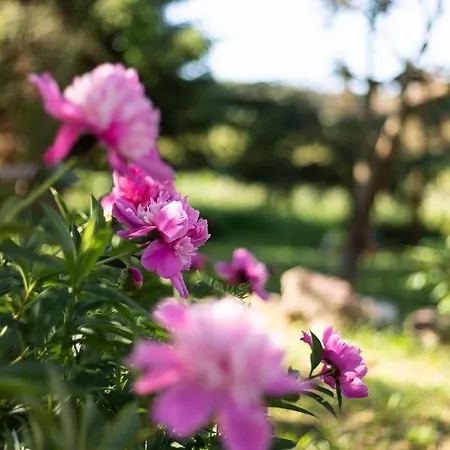 Διαμέρισμα W Sercu Mazur